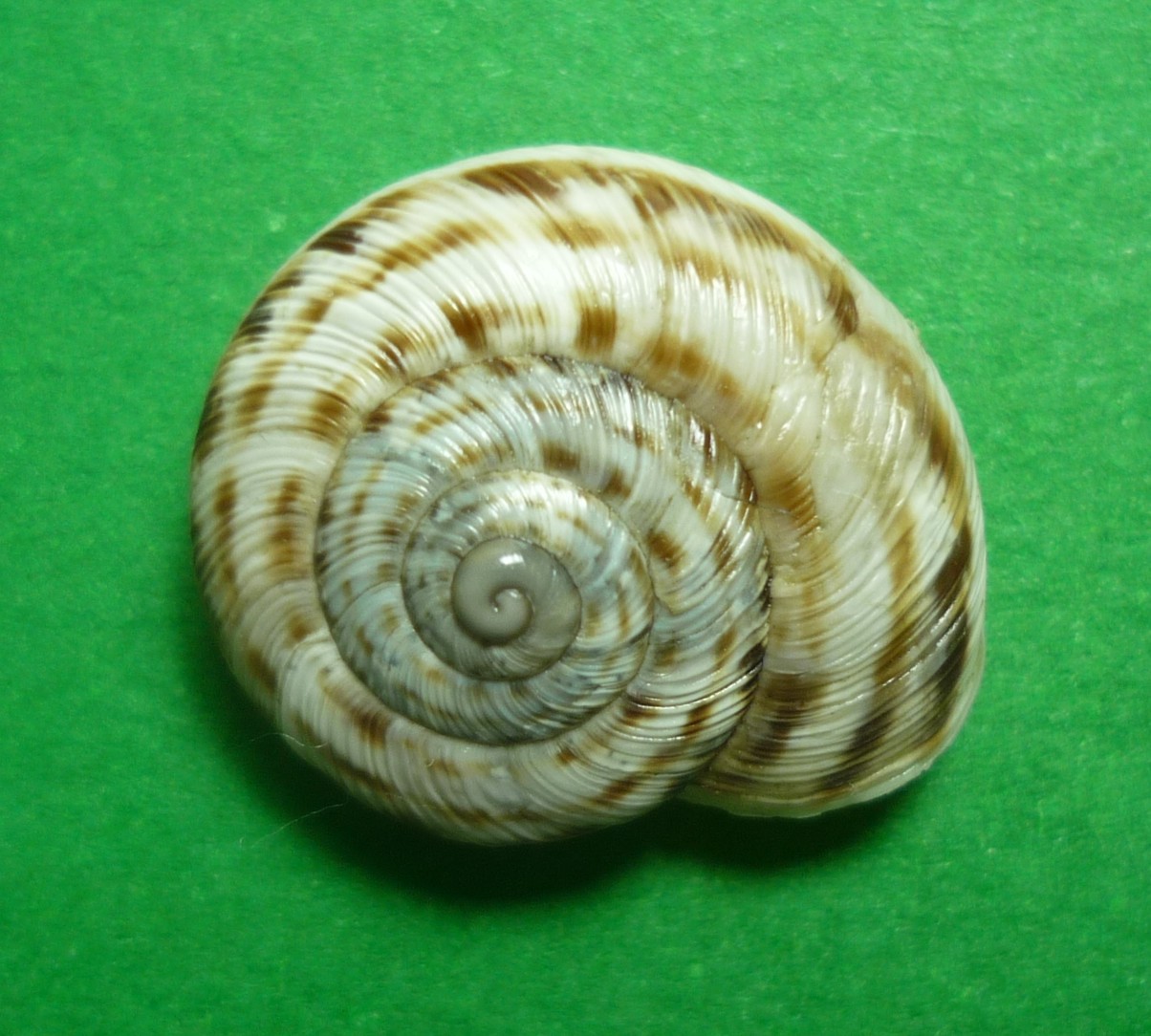 Marmorana fuscolabiata